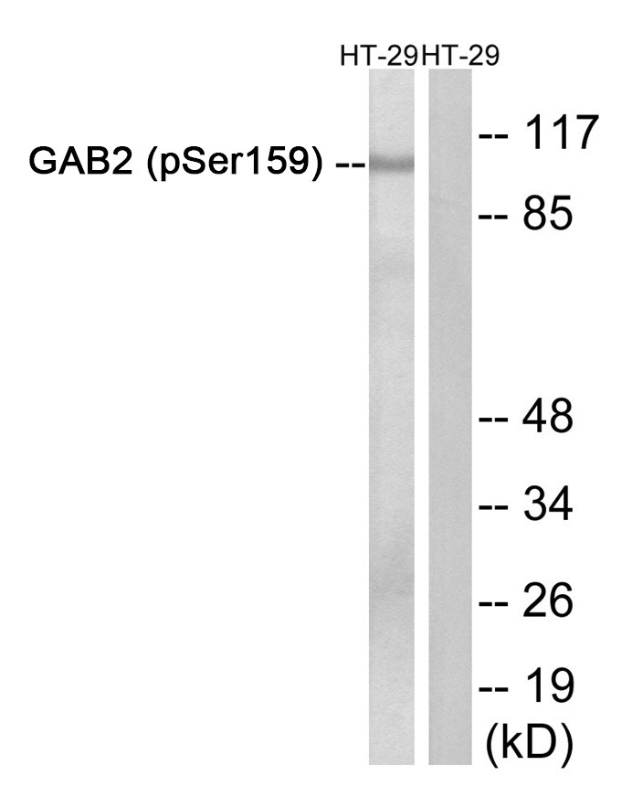 Anti-Phospho-GAB2 (Ser159) Polyclonal Antibody