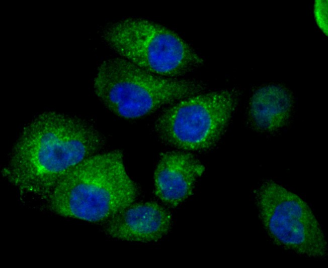 Anti-Fragilis/IFITM3 Antibody (5N399)