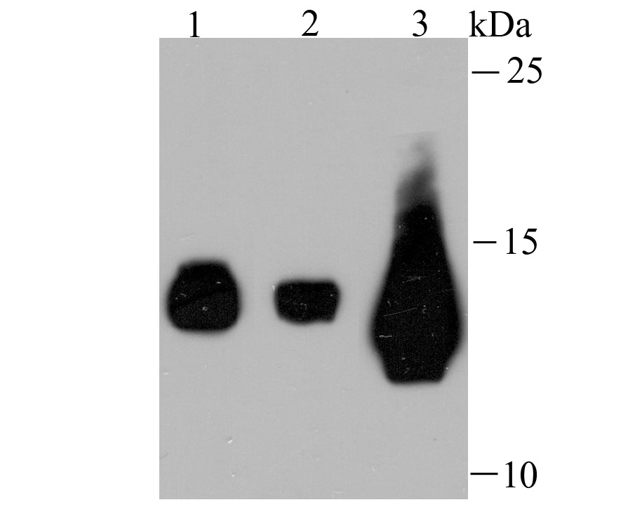 Anti-Fragilis/IFITM3 Antibody (5N399)