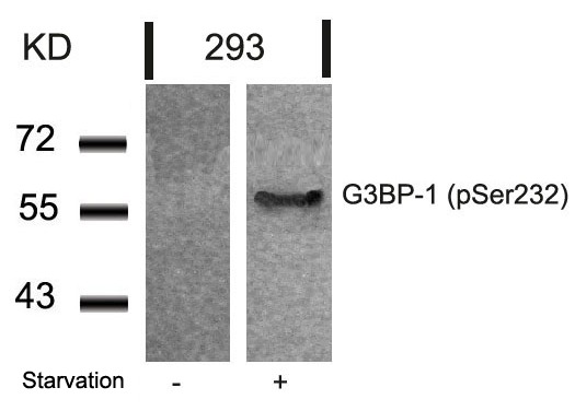 Anti-Phospho-G3BP1 (Ser232) Polyclonal Antibody