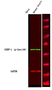 Anti-Phospho-G3BP1 (Ser149) Polyclonal Antibody