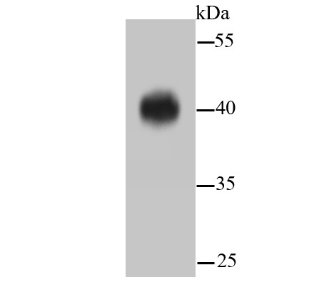 Anti-MAPK3/1 Antibody (1G244)