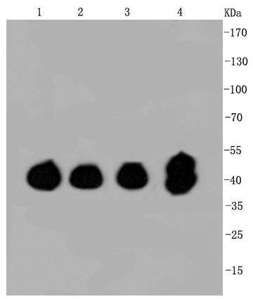 Anti-MAPK3/1 Antibody (1G244)