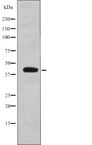 Anti-Phospho-eIF2B (Ser67) Polyclonal Antibody