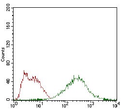 Anti-EIF2A Antibody (9P904)