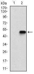 Anti-EIF2A Antibody (9P904)