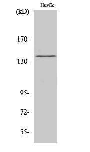 Anti-Phospho-eNOS (Ser1177) Polyclonal Antibody 2