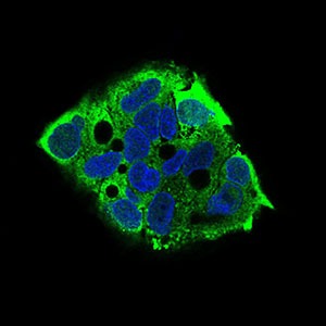 Anti-EIF2A Antibody (9P904)