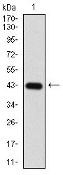 Anti-EIF2A Antibody (9P904)