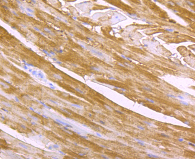Anti-FABP3 Antibody (7G722)