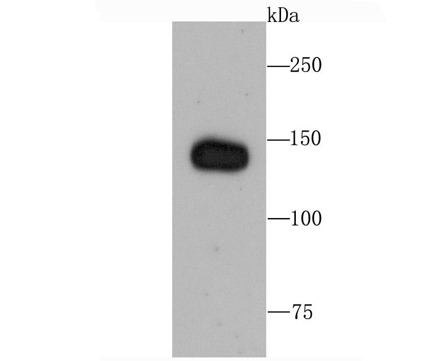 Anti-Complement factor H/CFH Antibody (2X509)