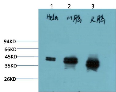 Anti-MAPK3/1 Antibody (7H964)