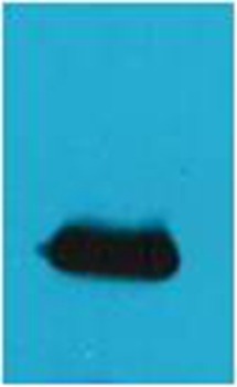 Anti-EYFP Polyclonal Antibody