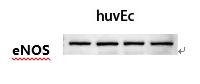 Anti-eNOS Antibody (6E782)
