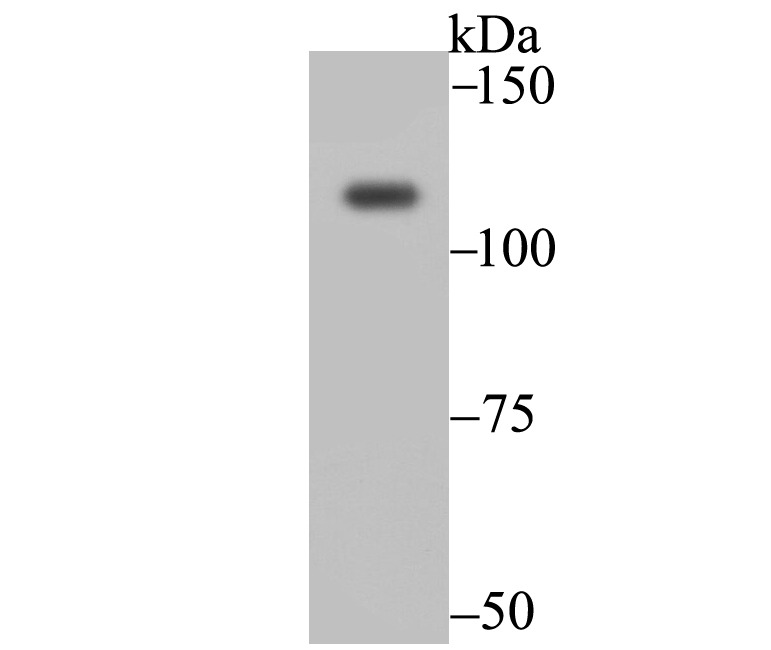 Anti-Exportin-5 Antibody (6J749)