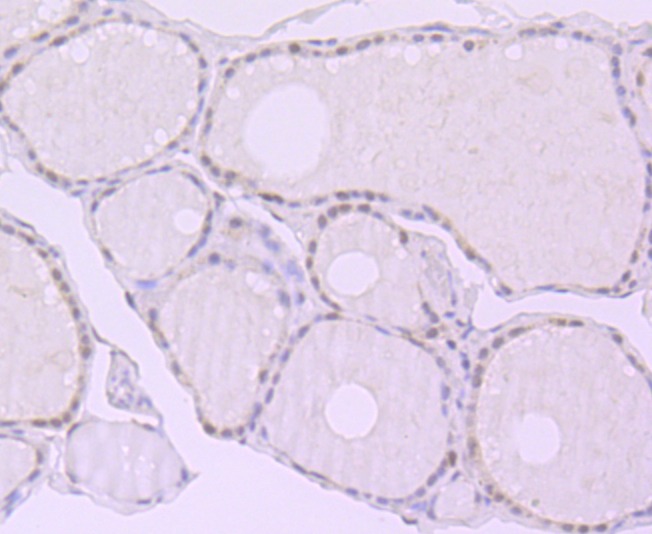Anti-Exportin-5 Antibody (6J749)