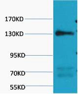 Anti-eNOS Antibody (6E782)