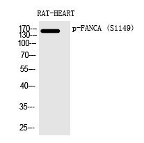 Anti-Phospho-FANCA (Ser1149) Polyclonal Antibody