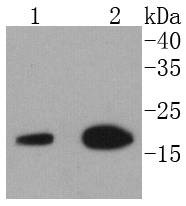 Anti-EIF5A Antibody (9P939)