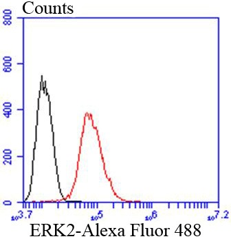 Anti-MAPK1 Antibody (5N256)