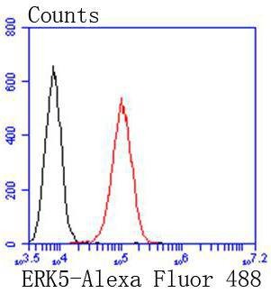 Anti-ERK5 Antibody (5E286)