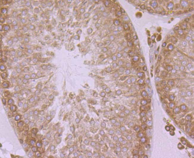 Anti-ERP29 Antibody (2E160)