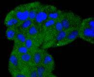 Anti-ERK5 Antibody (5E286)