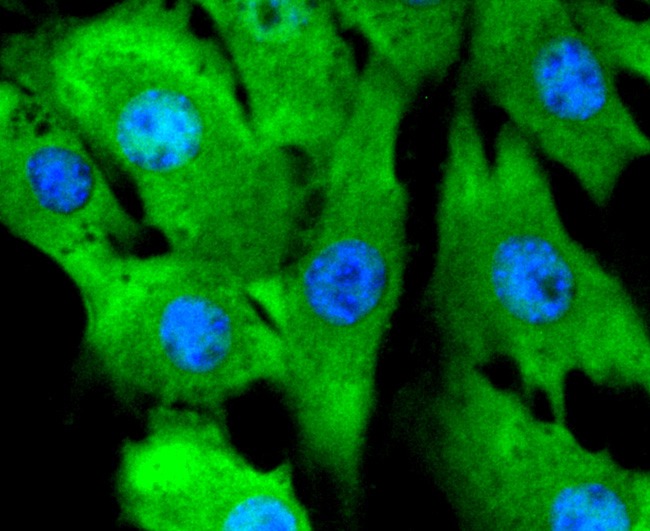 Anti-MAPK1 Antibody (5N256)