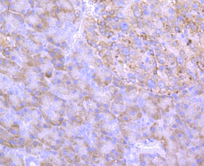 Anti-PDIA3 Antibody (8V206)