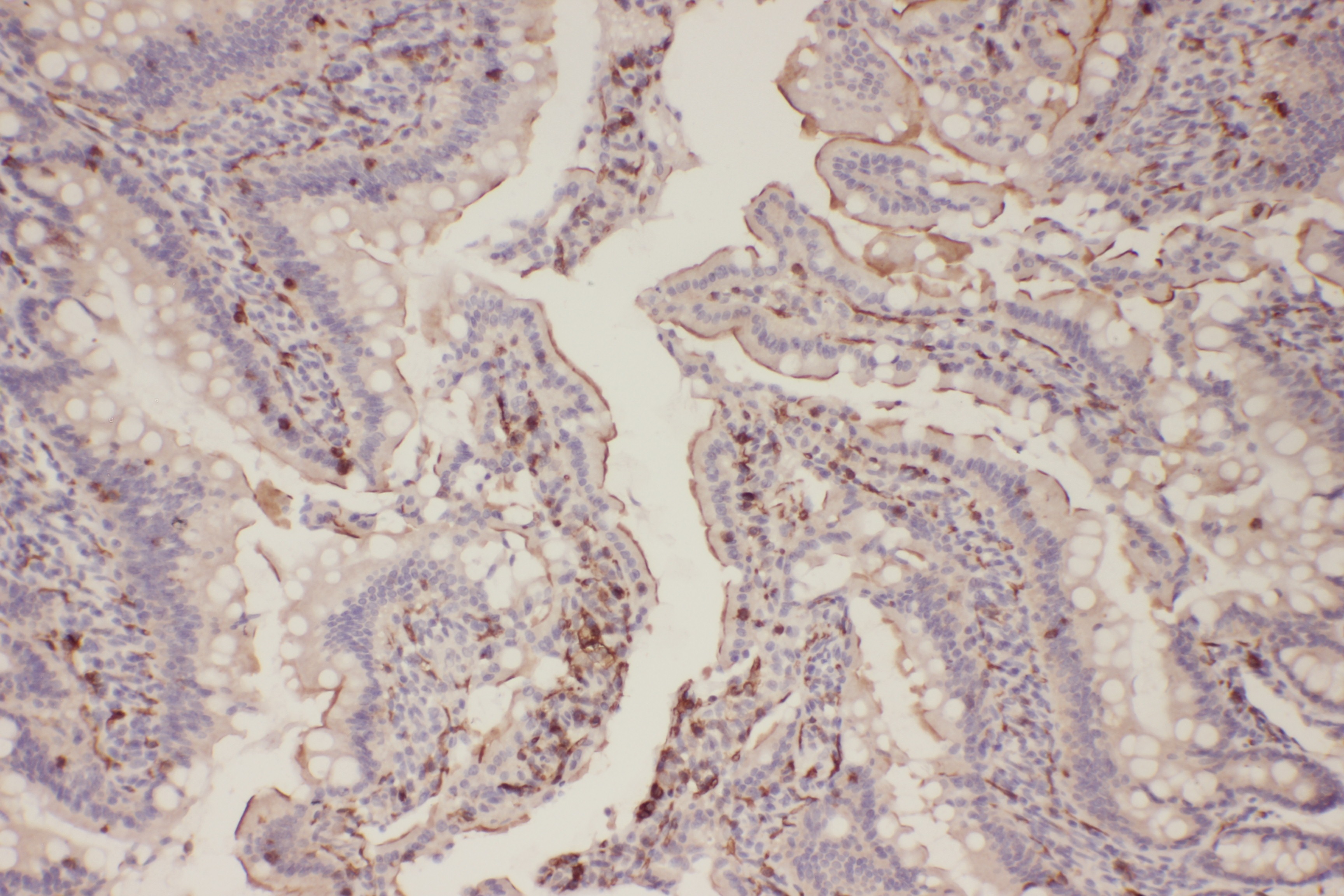Anti-Phospho-EGFR (Thr678) Polyclonal Antibody