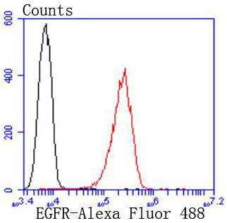 Anti-EGFR Antibody (2W575)