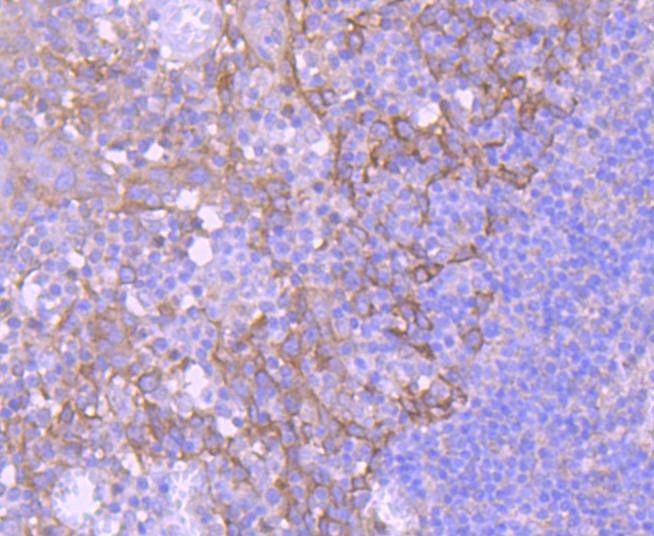 Anti-EGFR Antibody (2W575)