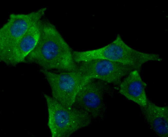 Anti-ERP29 Antibody (2E160)