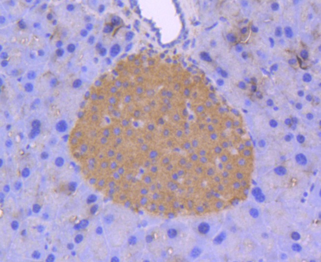 Anti-MAPK1 Antibody (5N256)