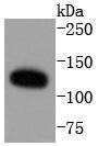 Anti-ERK5 Antibody (5E286)