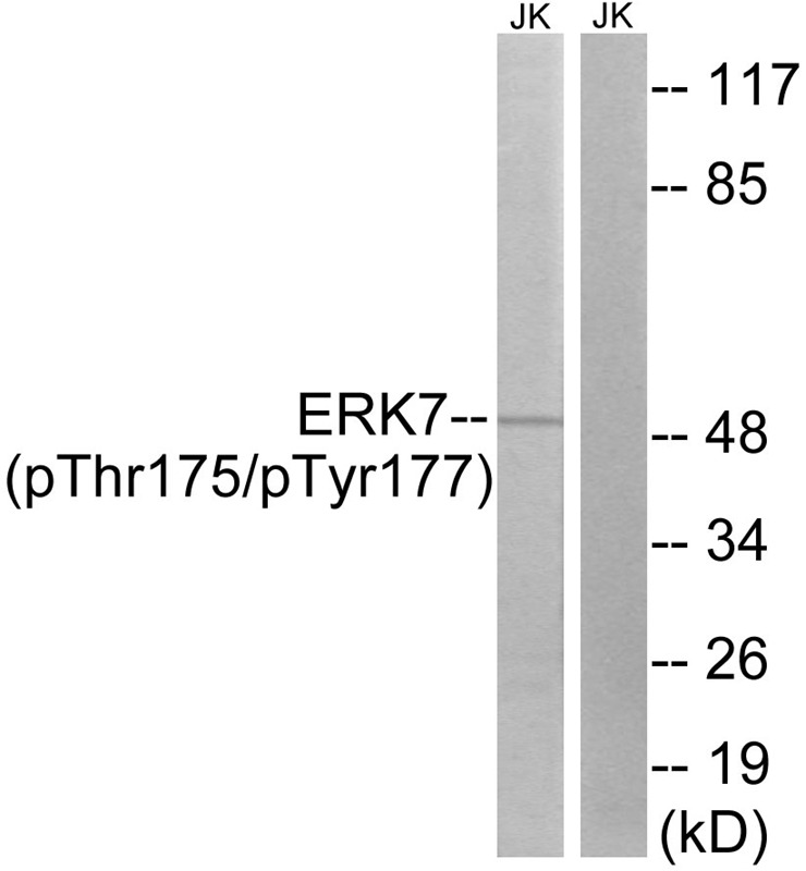 Anti-Phospho-ERK8 (Thr175, Tyr177) Polyclonal Antibody