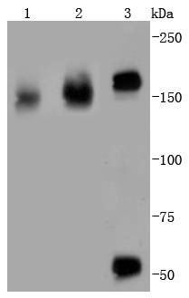 Anti-EGFR Antibody (2W575)