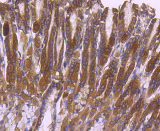 Anti-MAPK1 Antibody (5N256)