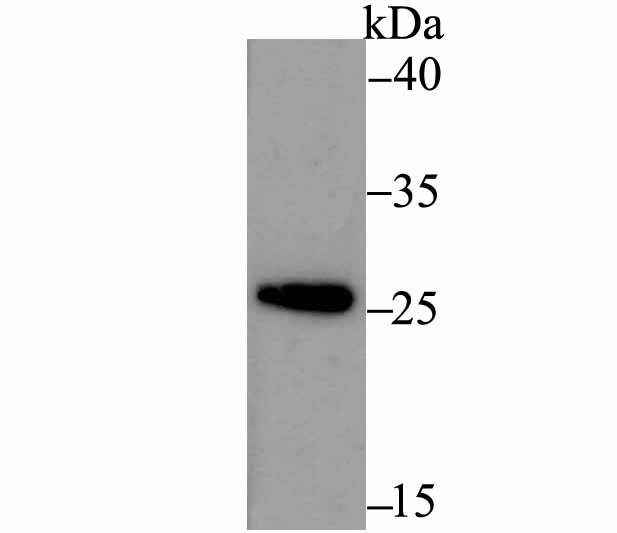 Anti-ERP29 Antibody (2E160)