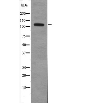 Anti-Phospho-EphA8 (Tyr615) Polyclonal Antibody