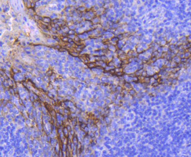 Anti-EpCAM/TROP1 Antibody (1I547)