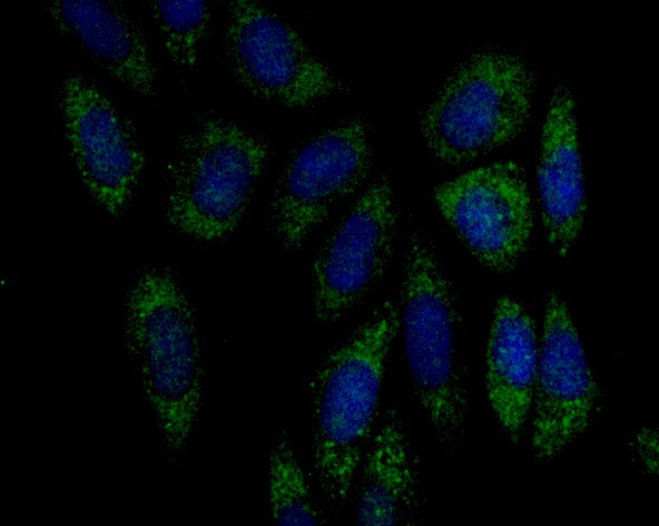 Anti-Emi1 Antibody (9H429)
