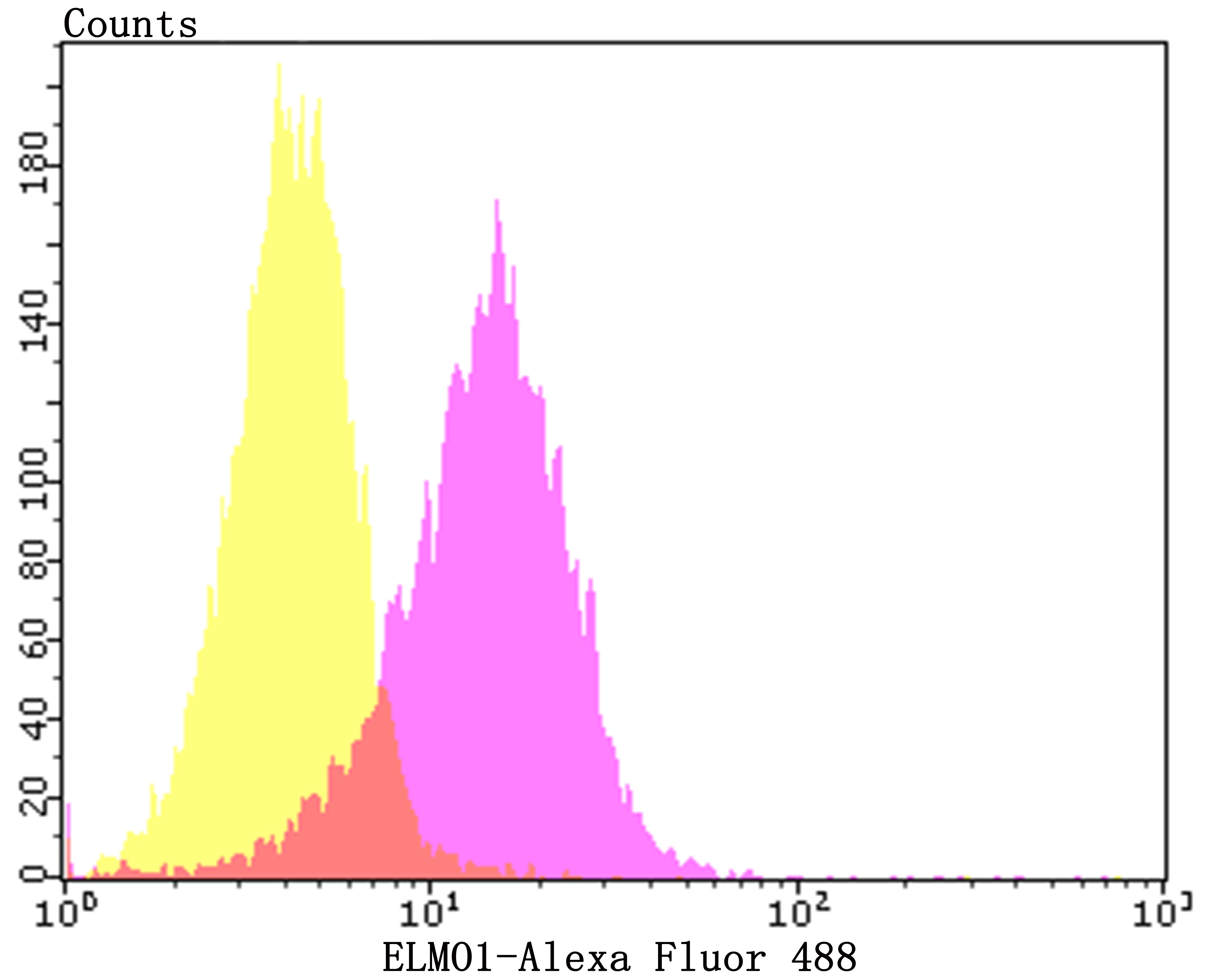 Anti-ELMO1 Antibody (8W516)
