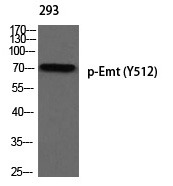 Anti-Phospho-ITK (Tyr512) Polyclonal Antibody 2