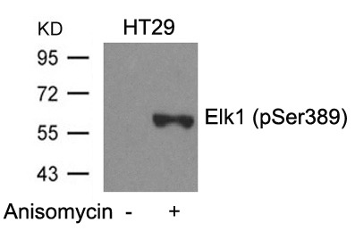 Anti-Phospho-ELK1 (Ser389) Polyclonal Antibody