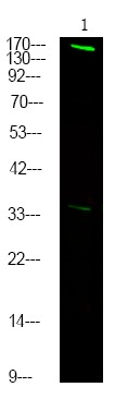 Anti-Phospho-FANCD2 (Thr691) Polyclonal Antibody