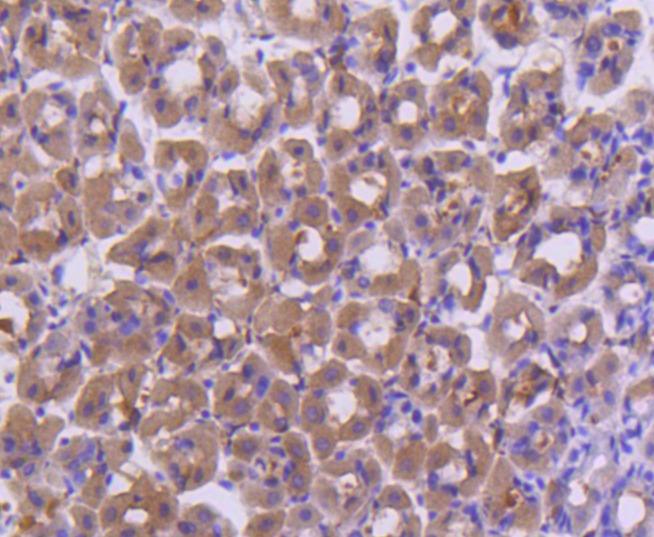 Anti-FANCD2 Antibody (8B144)