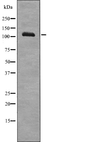 Anti-Phospho-EphA7 (Tyr608) Polyclonal Antibody