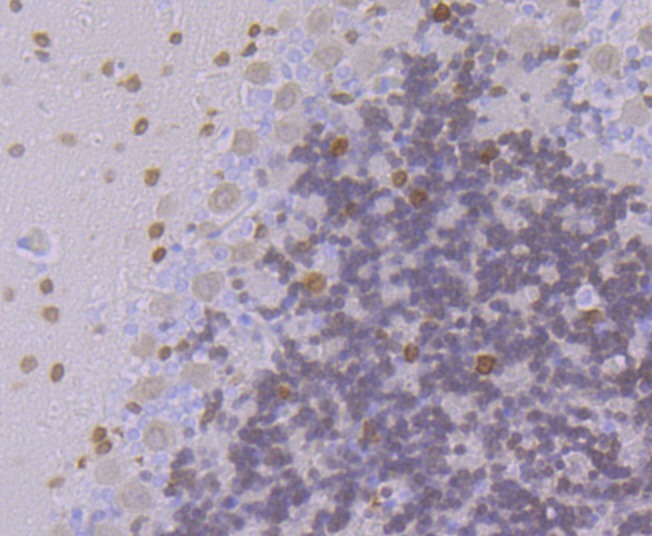 Anti-Emi1 Antibody (9H429)