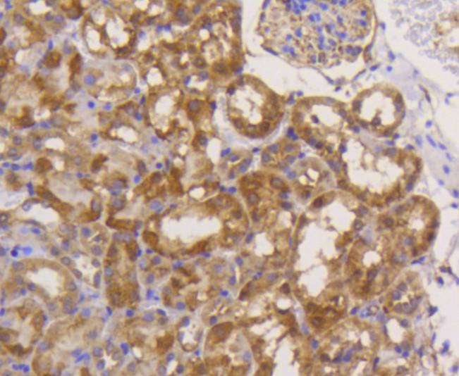 Anti-EIF5A Antibody (9P939)